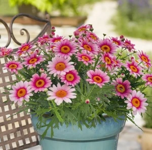 Argyranthemum Madeira 'Pink Halo' - image 2