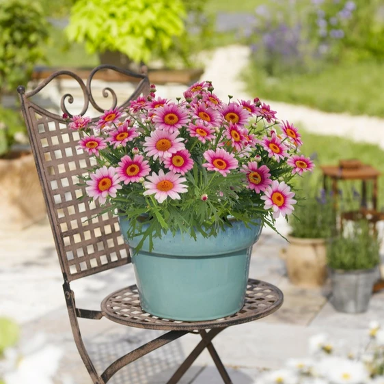 Argyranthemum Madeira 'Pink Halo' - image 1