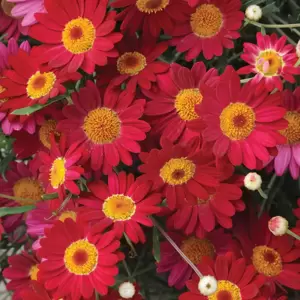 Argyranthemum Madeira 'Red'