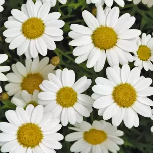 Argyranthemum Madeira 'White' - image 1