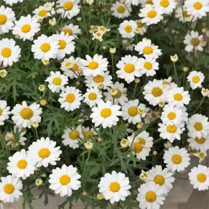 Argyranthemum Madeira 'White' - image 2