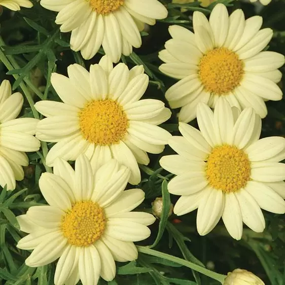 Argyranthemum Madeira 'Yellow'