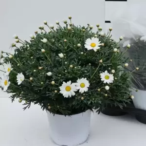 Argyranthemum frutescens 'Marguerite' 3L - image 3