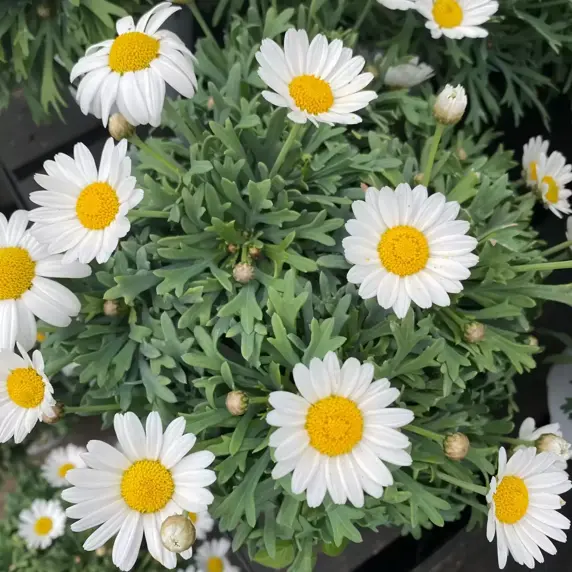 Argyranthemum frutescens - Marguerite - image 2