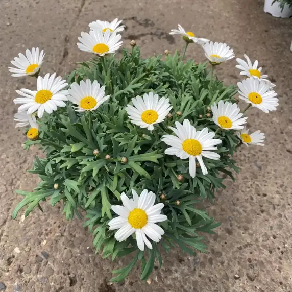 Argyranthemum frutescens - Marguerite - image 3