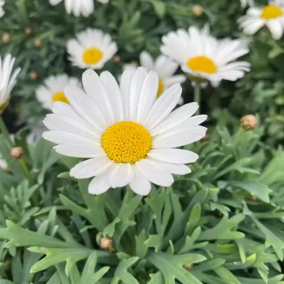 Argyranthemum frutescens 'Marguerite'