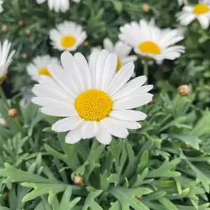 Argyranthemum frutescens 'Marguerite'