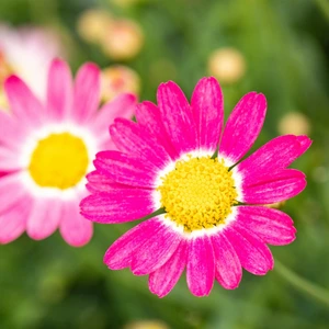 Argyranthemum 'Pink'