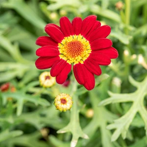 Argyranthemum 'Red'