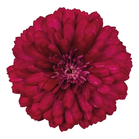 Argyranthemum 'Santorini Double Cherry'