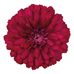 Argyranthemum 'Santorini Double Cherry'