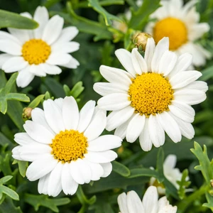 Argyranthemum 'White'