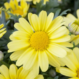 Argyranthemum 'Yellow'