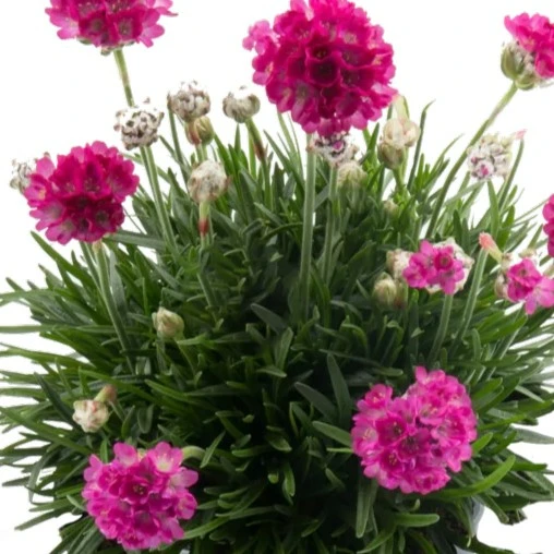 Armeria maritima 'Abbey Deep Rose' 1L - image 2