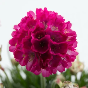 Armeria maritima 'Abbey Deep Rose' 1L - image 1