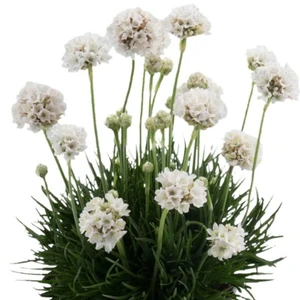 Armeria maritima 'Abbey White' 1L - image 2