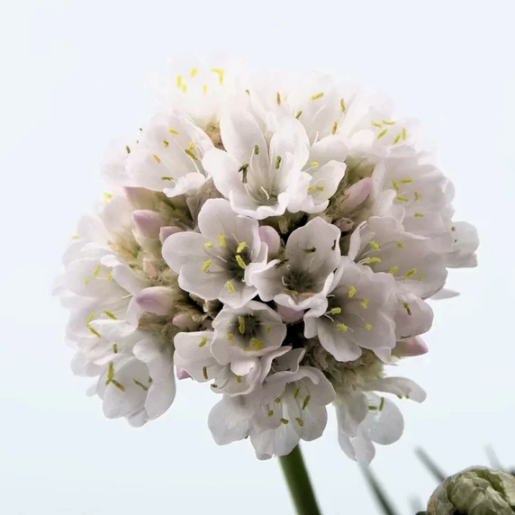 Armeria maritima 'Abbey White' 1L - image 1