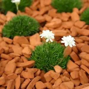 Armeria juniperifolia 'Alba' 9cm