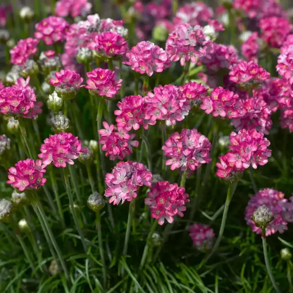 Armeria maritima 'Armada Rose' 9cm