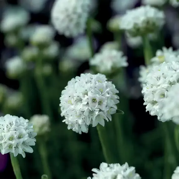 Armeria maritima 'Armada White' 9cm - image 1