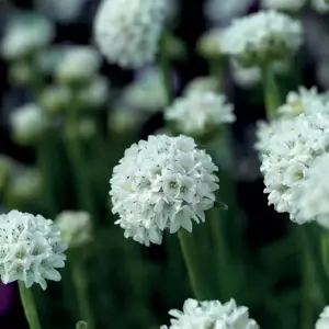 Armeria maritima 'Armada White' 9cm - image 1