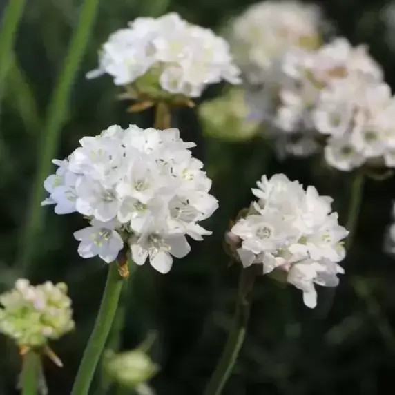 Armeria maritima 'Armada White' 9cm - image 2