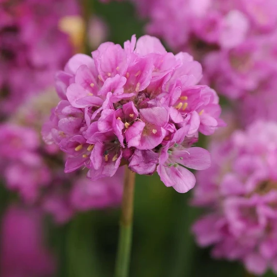 Armeria pseudarmeria 'Ballerina Purple Rose' 1L