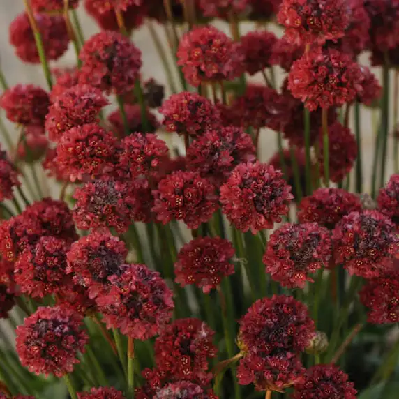 Armeria pseudarmeria 'Ballerina Red' - image 1