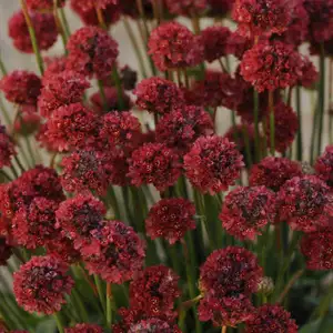 Armeria pseudarmeria 'Ballerina Red' - image 1