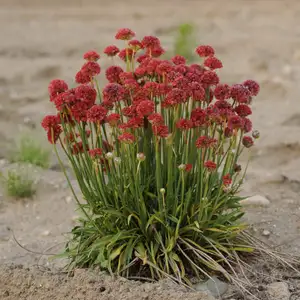 Armeria pseudarmeria 'Ballerina Red' - image 2
