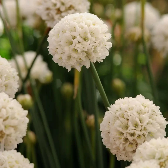 Armeria pseudarmeria 'Ballerina White' 1L - image 1