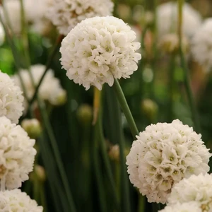 Armeria pseudarmeria 'Ballerina White' 1L - image 1