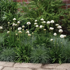 Armeria pseudarmeria 'Ballerina White' 1L - image 2