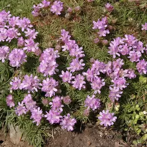 Armeria juniperifolia 'Bevan's Variety' 9cm