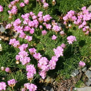 Armeria caespitosa 9cm