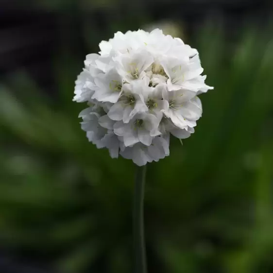 Armeria Dreameria 'Dream Clouds' 3L - image 1