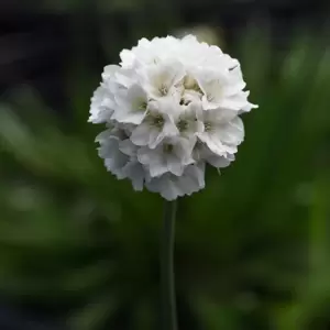 Armeria Dreameria 'Dream Clouds' 2L - image 1