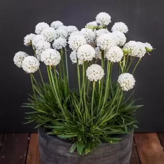 Armeria Dreameria 'Dream Clouds' 2L - image 2