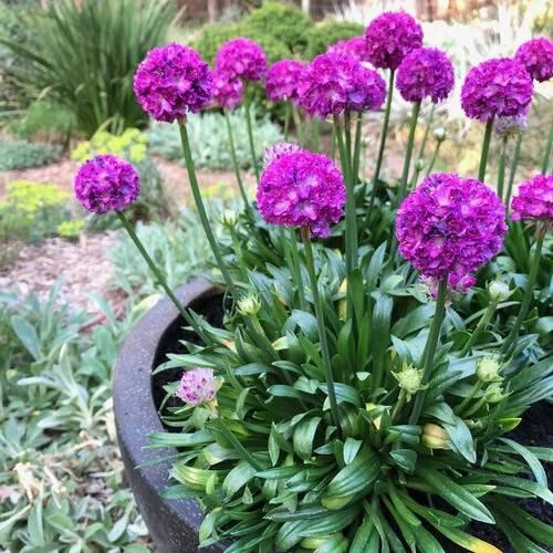 Armeria Dreameria 'Vivid Dreams' 2L - image 2