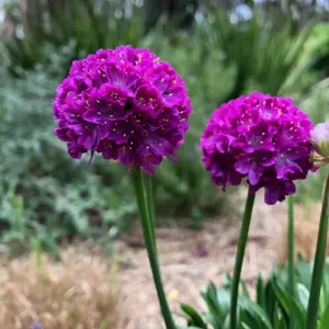 Armeria Dreameria 'Vivid Dreams'