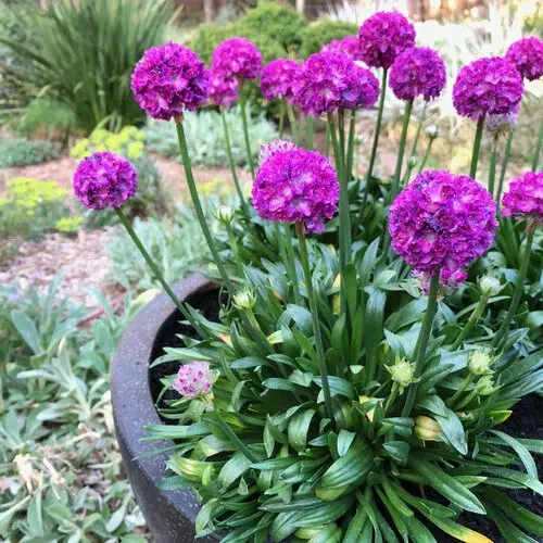 Armeria Dreameria 'Vivid Dreams' 1L - image 2