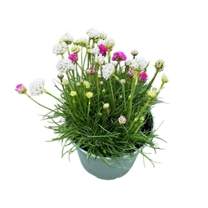 Armeria 'Duo'