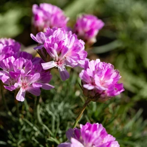 Armeria juniperifolia x maritima 1L