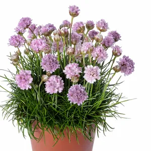 Picture - Syngenta Flowers