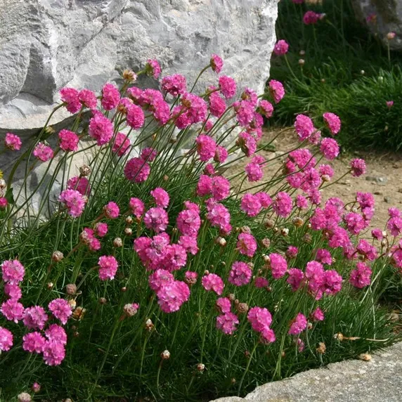 Picture - Kernock Park Plants