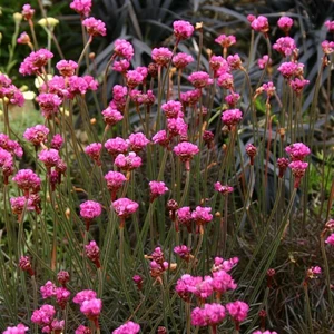 Picture - Kernock Park Plants