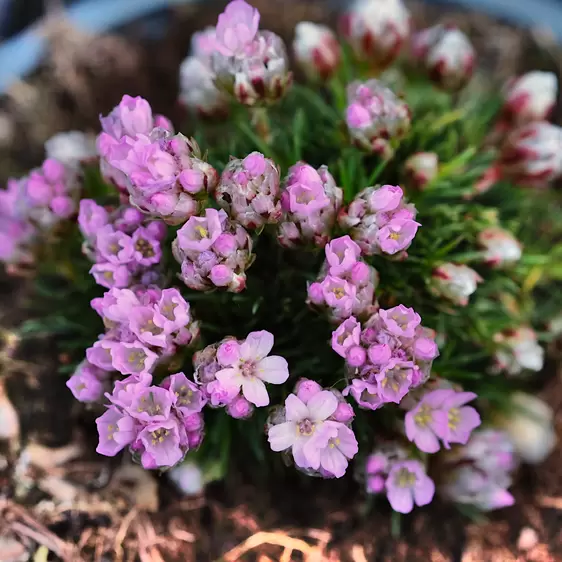 Armeria juniperifolia 'New Zealand's Form'