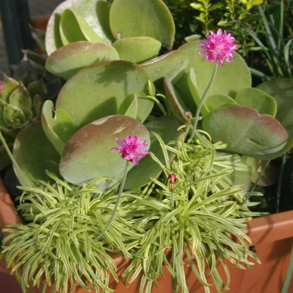 Picture - Kernock Park Plants