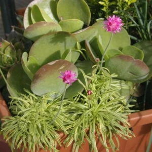Picture - Kernock Park Plants