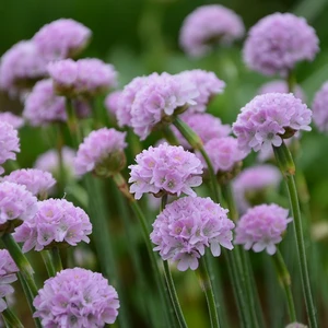 Armeria 'Nodwood Pink' 9cm